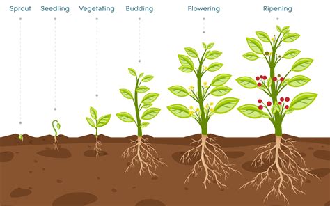 パキラ 大きくしたくない：植物の成長と人間の欲望