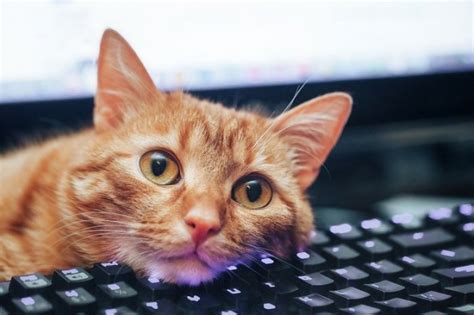 パソコン 買ったらすること 初心者 そして、なぜ猫はキーボードを愛するのか？